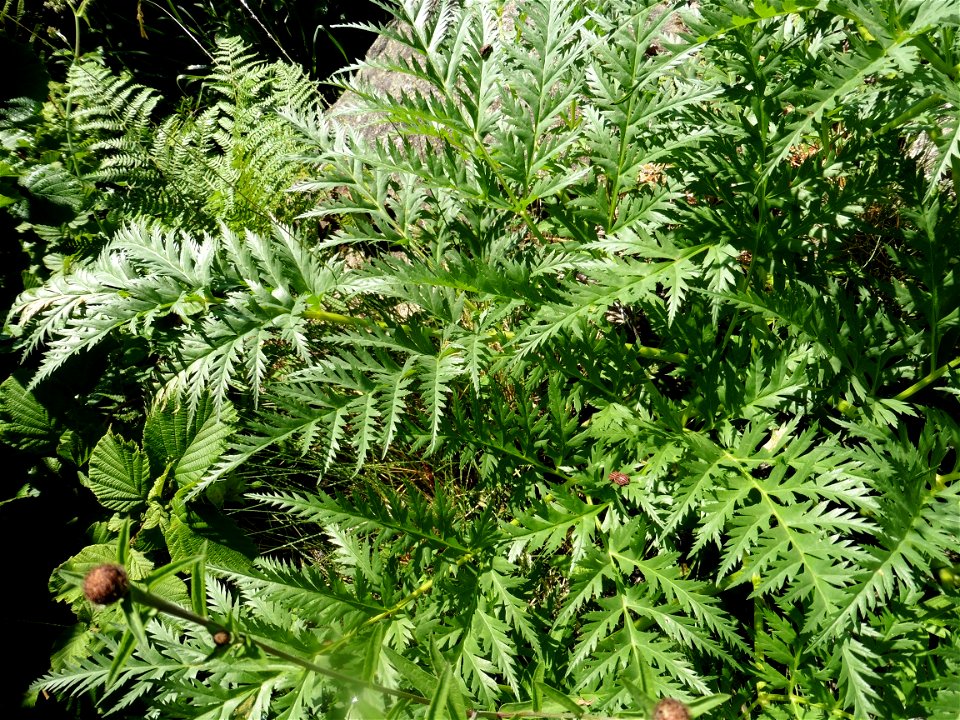 Molopospermum peloponnesiacum (L.) W.D.J.Koch, 1824