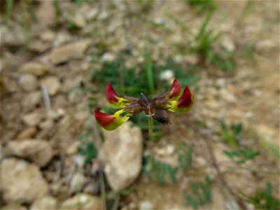 Hippocrepis comosa L., 1753