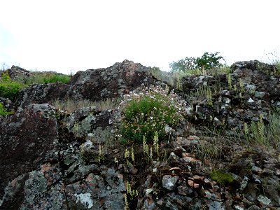 Silene uniflora subsp. uniflora Roth, 1794