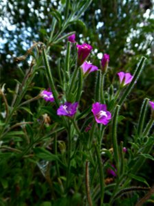 Epilobium hirsutum L., 1753