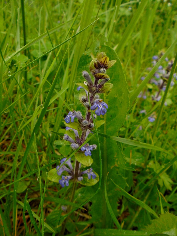 Ajuga reptans L., 1753