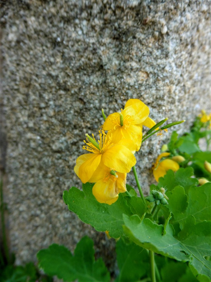 Chelidonium majus L., 1753