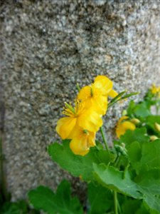 Chelidonium majus L., 1753