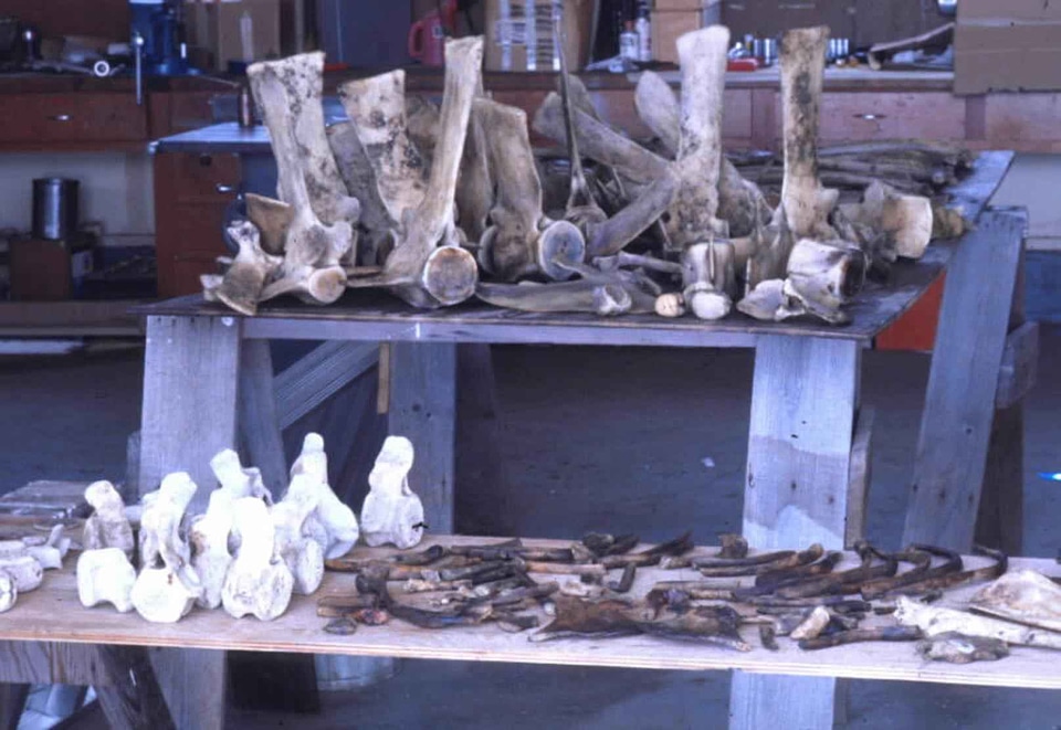 Animal bones whale