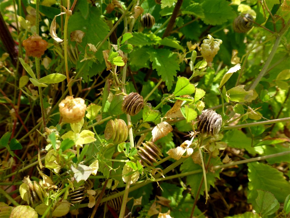 Medicago orbicularis (L.) Bartal., 1776