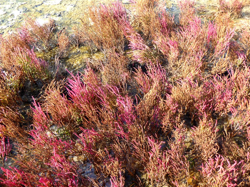 Salicornia emericii Duval-Jouve, 1868