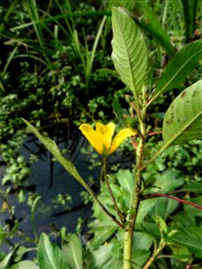 Ludwigia peploides (Kunth) P.H.Raven, 1964