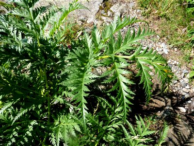 Molopospermum peloponnesiacum (L.) W.D.J.Koch, 1824