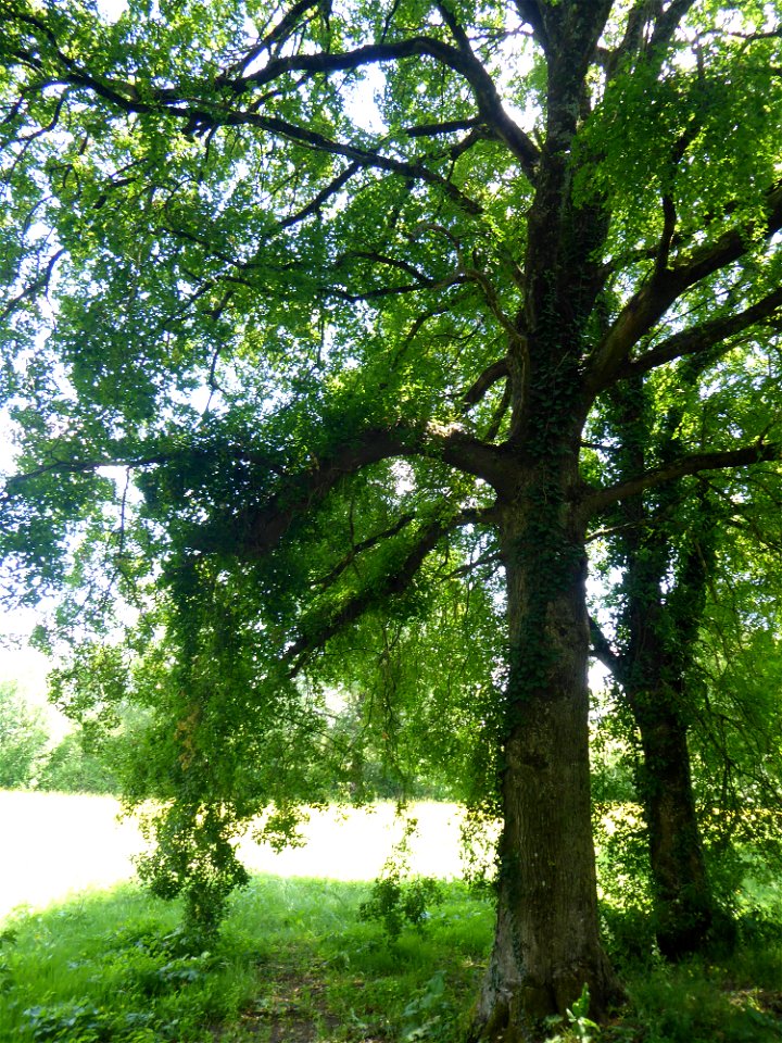 Acer monspessulanum L., 1753