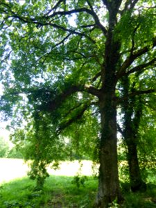 Acer monspessulanum L., 1753