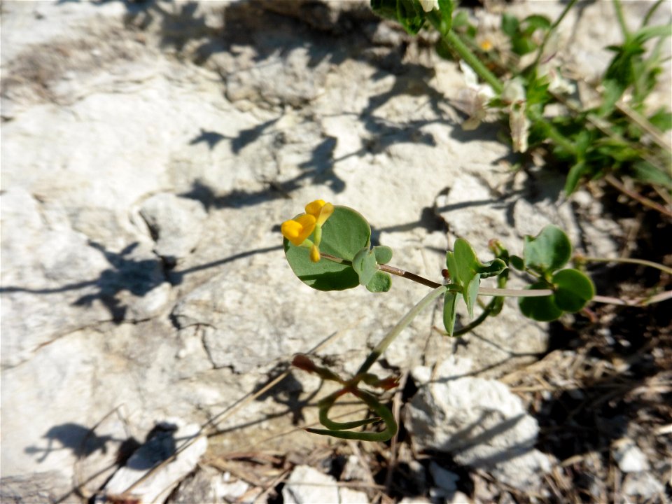 Coronilla scorpioides (L.) W.D.J.Koch, 1837
