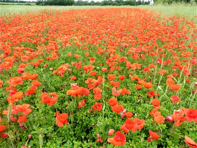 Papaver rhoeas L., 1753