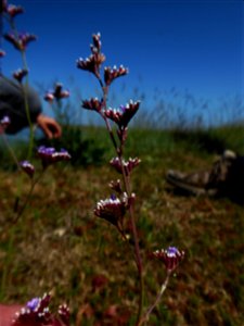 Limonium auriculae-ursifolium (Pourr.) Druce, 1928