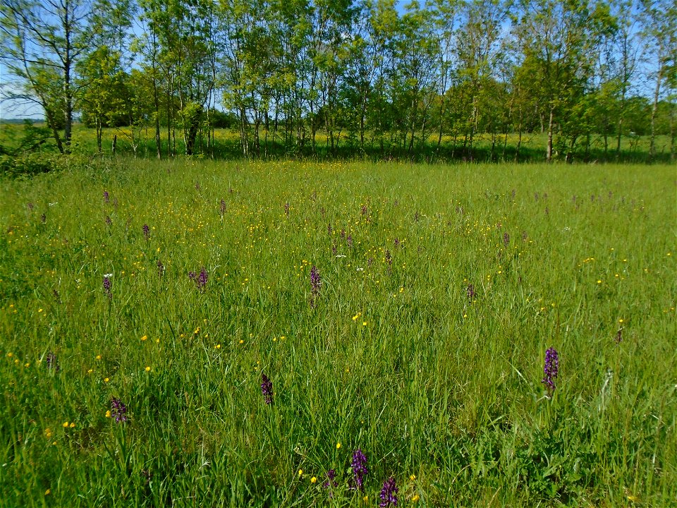 Anacamptis laxiflora (Lam.) R.M.Bateman, Pridgeon & M.W.Chase, 1997
