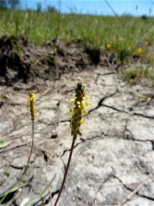 Plantago capitellata Ramond ex DC., 1805