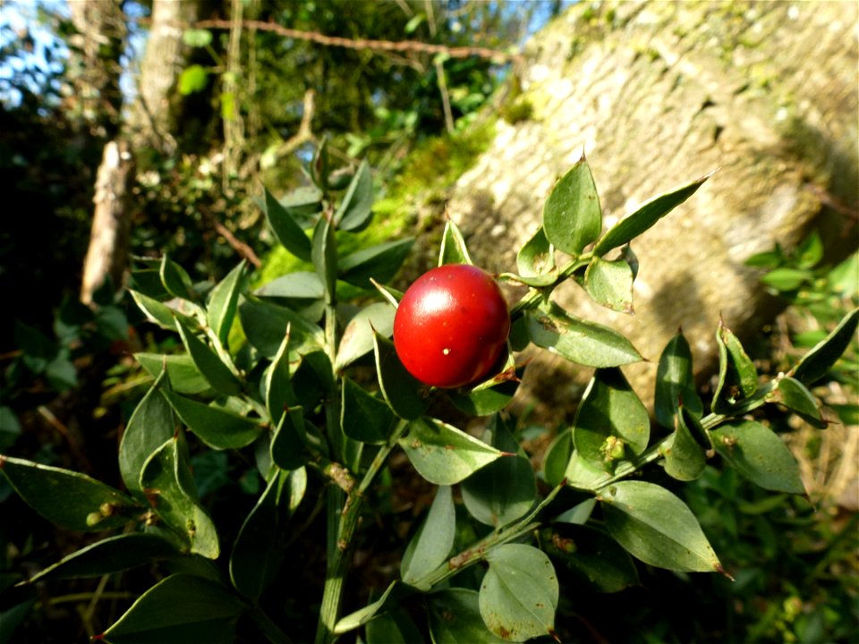 Ruscus aculeatus L., 1753