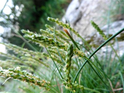 Plantago capitellata Ramond ex DC., 1805