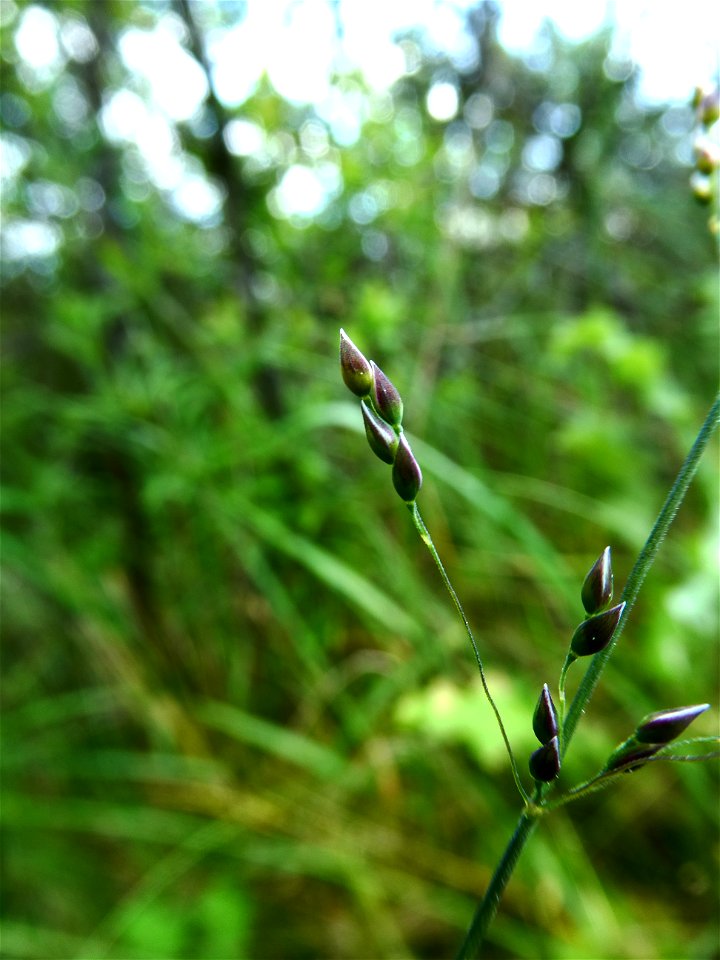 Milium vernale M.Bieb., 1808