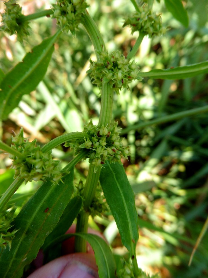 Rumex palustris Sm., 1800