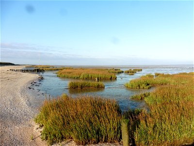 Spartina maritima (Curtis) Fernald, 1916