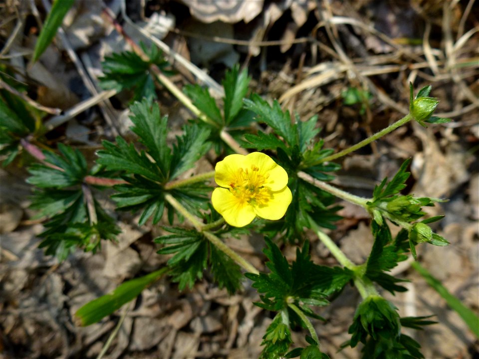 Potentilla erecta (L.) Raeusch., 1797