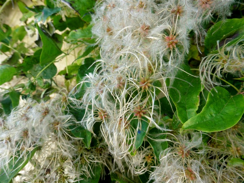 Clematis vitalba L., 1753