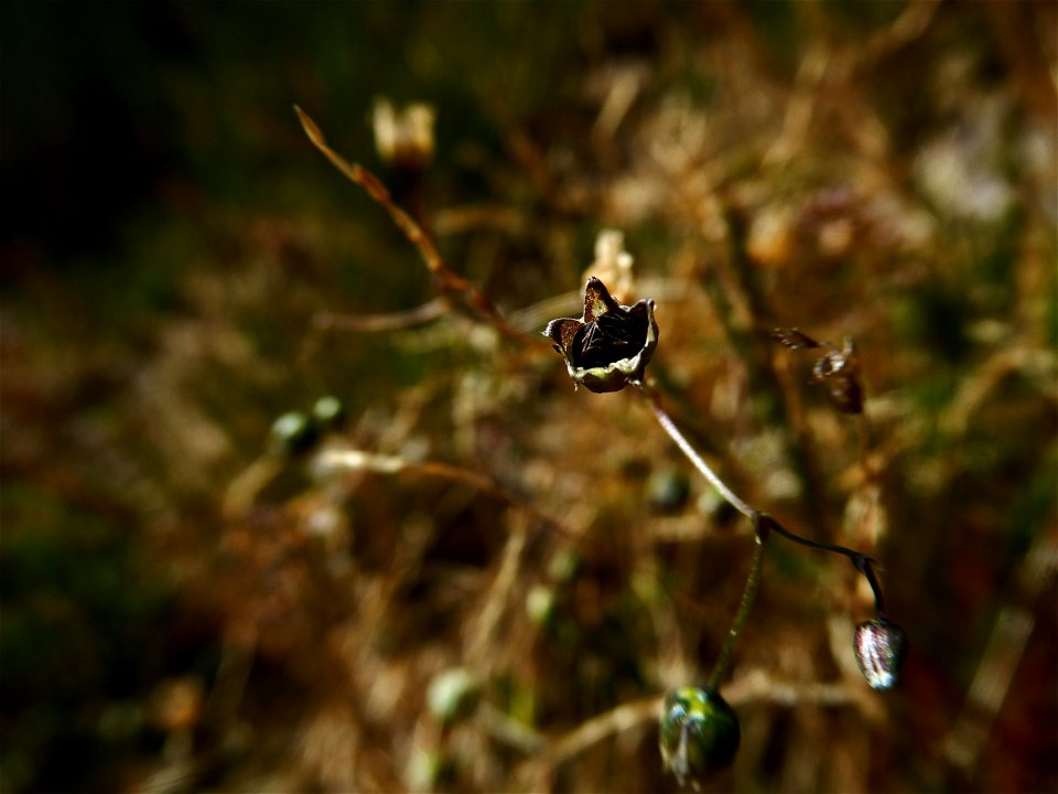Spergula morisonii Boreau, 1847