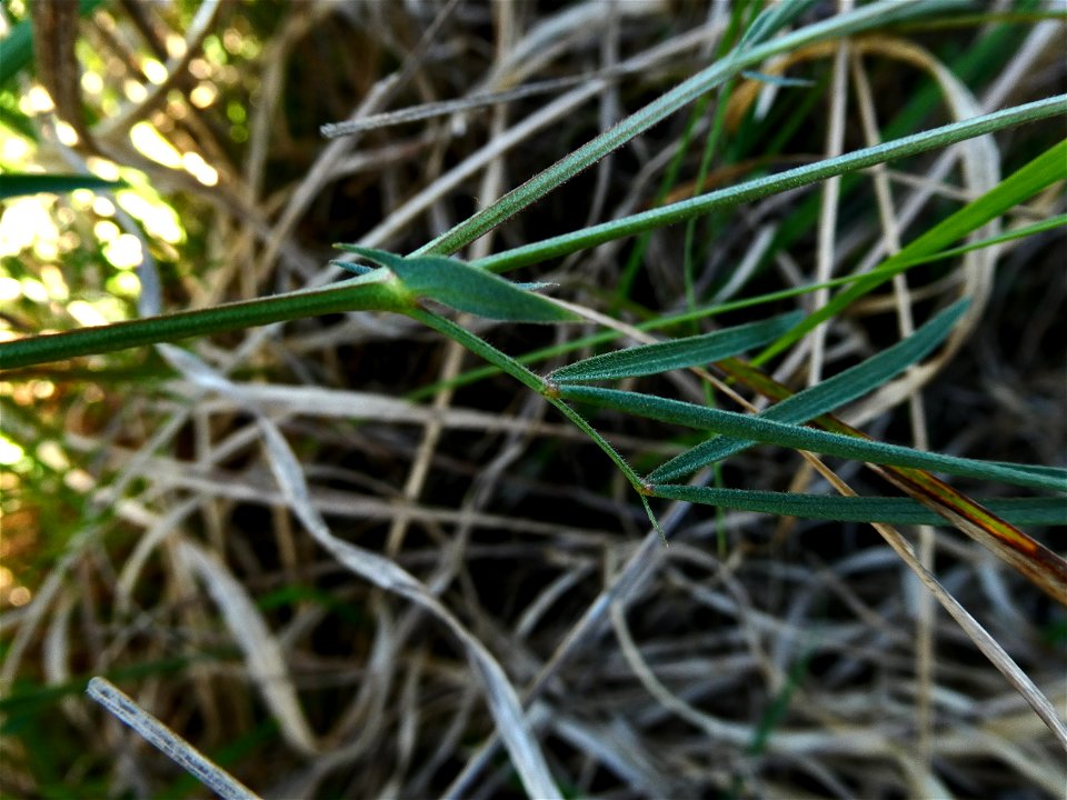 Lathyrus pannonicus (Jacq.) Garcke, 1863