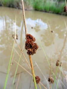Juncus conglomeratus L., 1753