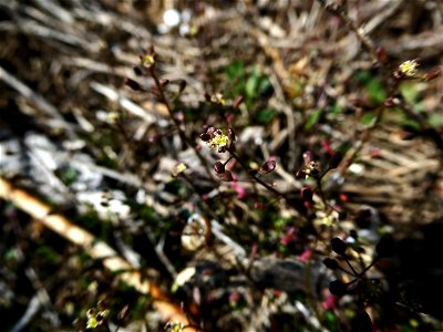 Hornungia procumbens (L.) Hayek, 1925