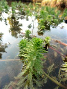 Myriophyllum aquaticum (Vell.) Verdc., 1973
