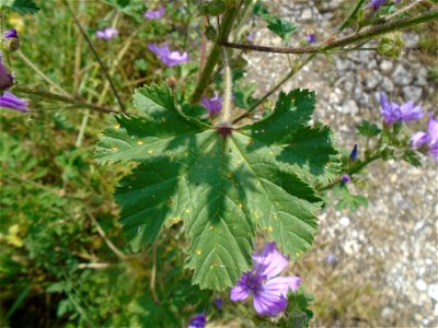 Malva sylvestris L., 1753