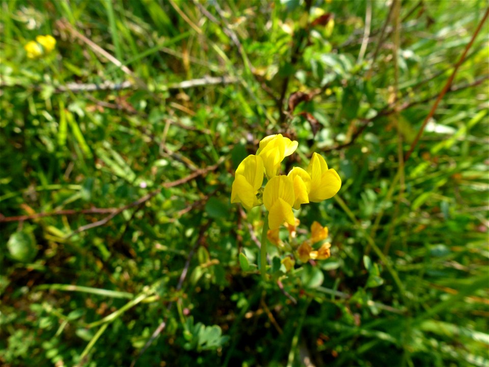 Hippocrepis comosa L., 1753