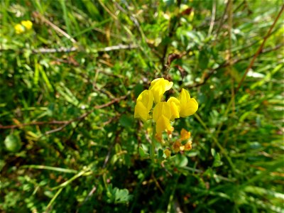 Hippocrepis comosa L., 1753