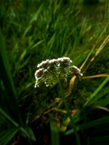 Oenanthe foucaudii Tess., 1884