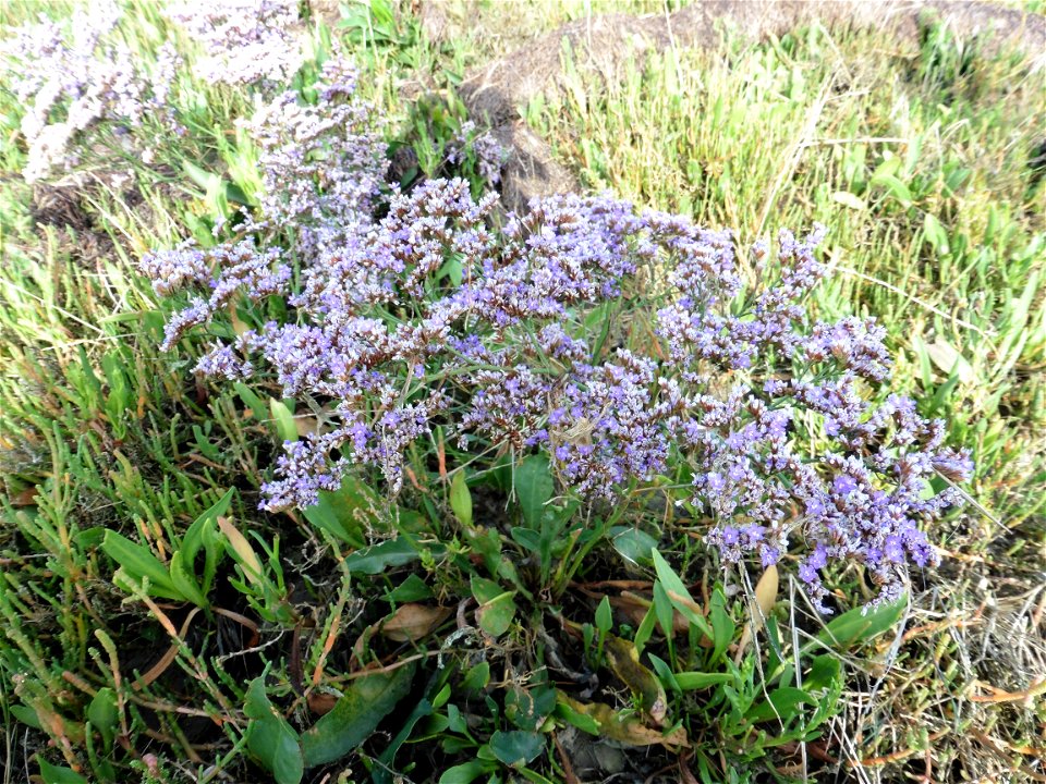 Limonium vulgare Mill., 1768