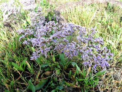 Limonium vulgare Mill., 1768