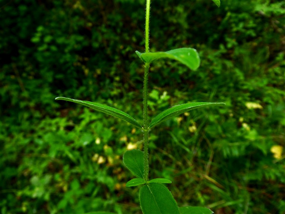 Hypericum hirsutum L., 1753