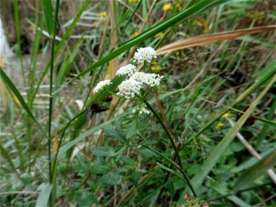 Oenanthe foucaudii Tess., 1884