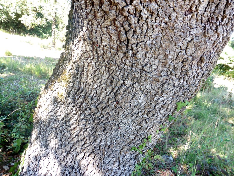 Quercus ilex L., 1753