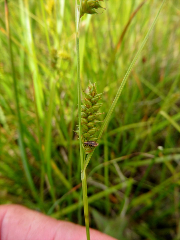 Carex punctata Gaudin, 1811