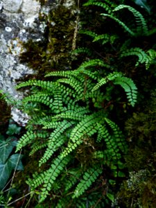 Asplenium trichomanes subsp. quadrivalens D.E.Mey., 1964