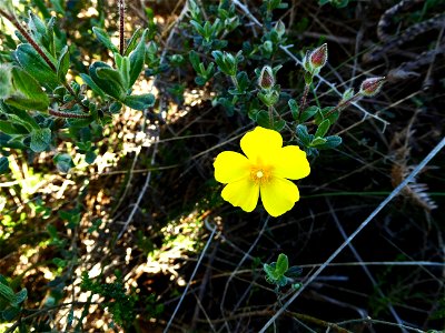 Cistus lasianthus subsp. alyssoides (Lam.) Demoly, 2006