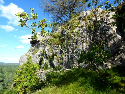 Rhamnus alpina L., 1753