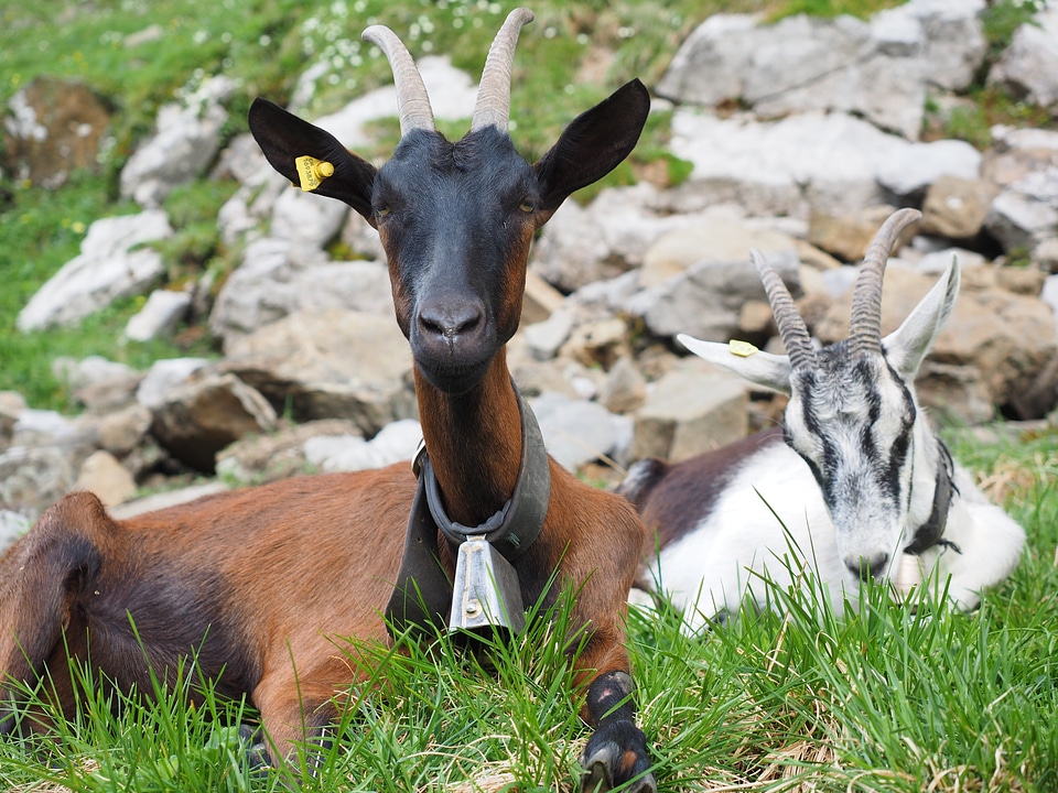 Horns horned bovidae