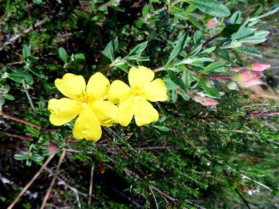 Cistus lasianthus subsp. alyssoides (Lam.) Demoly, 2006