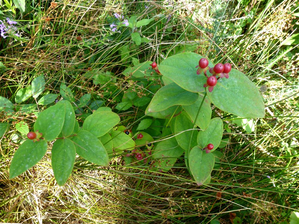 Hypericum androsaemum L., 1753