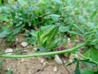 Malva setigera Spenn., 1829