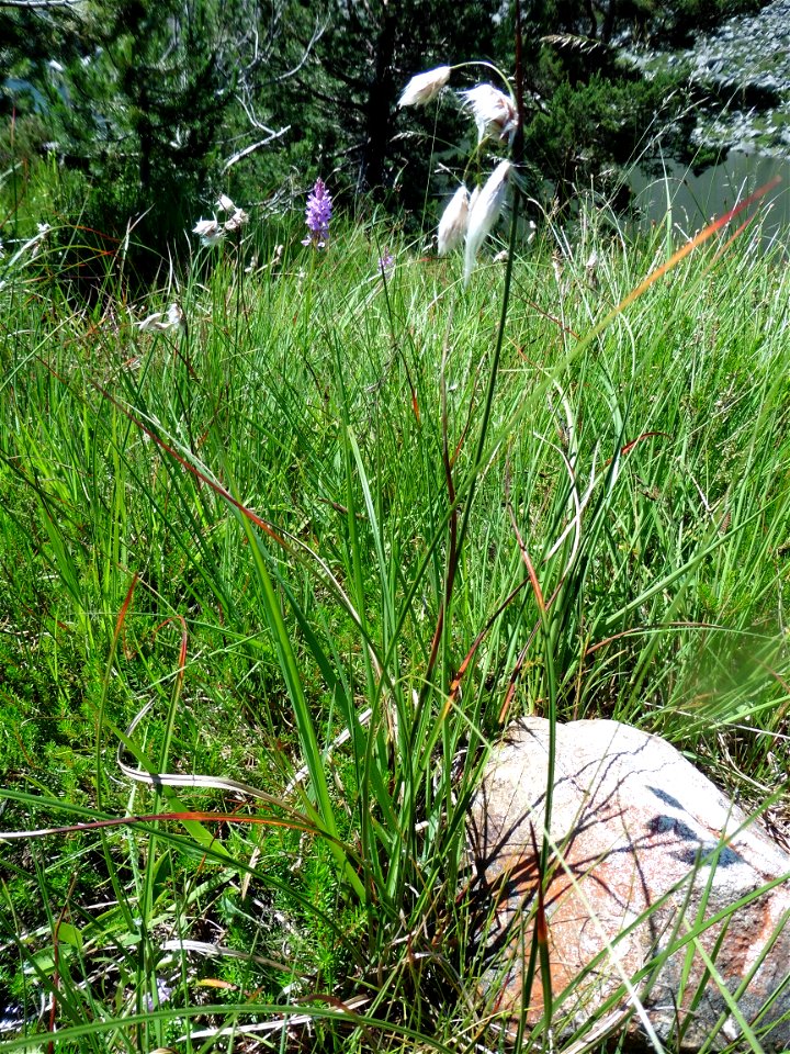 Eriophorum angustifolium Honck., 1782