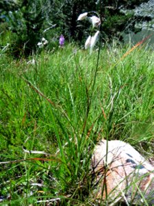 Eriophorum angustifolium Honck., 1782